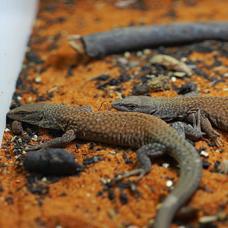Aquecimento para lagarto
