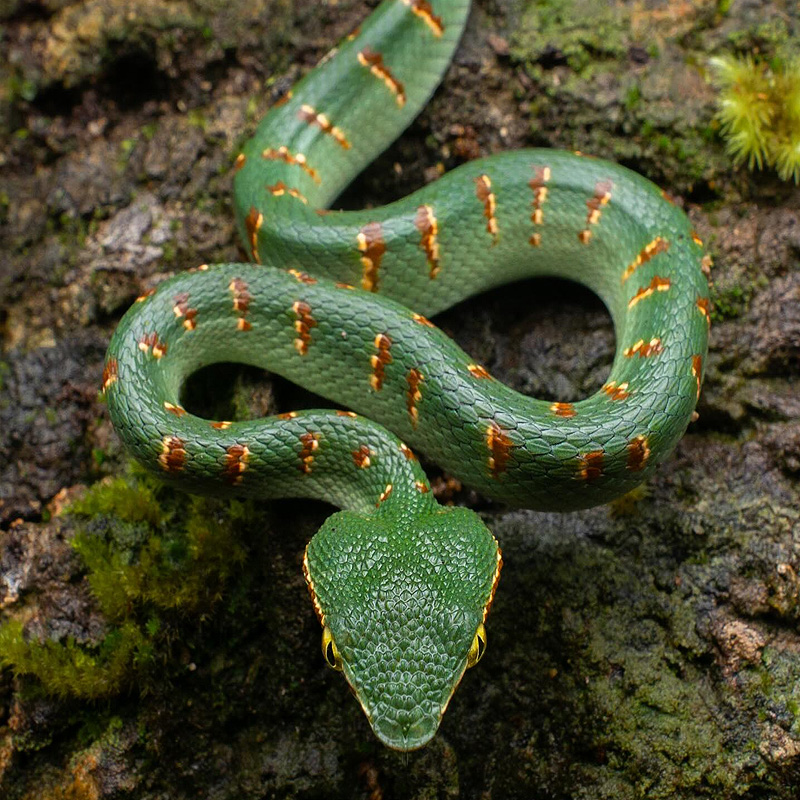 Aquecimento para serpentes