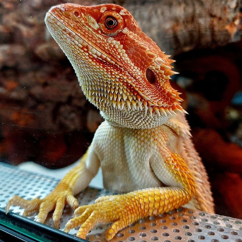 Lampada para pogona