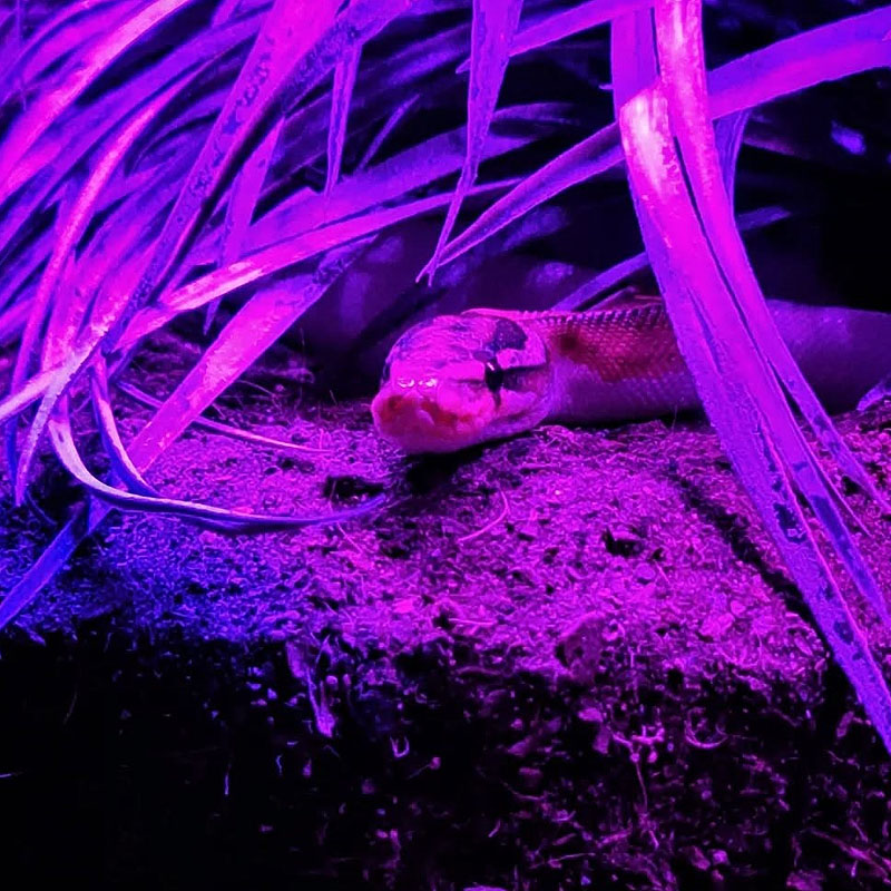 Lampada noturna para repteis