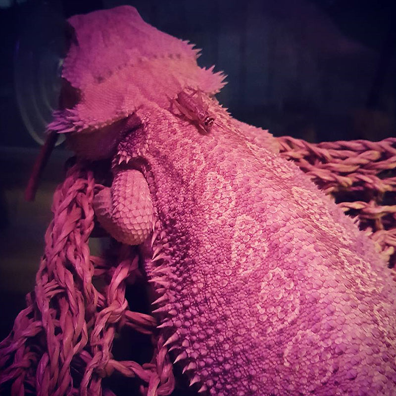 Lampada infravermelho repteis