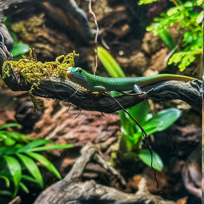 Aquecimento para terrário
