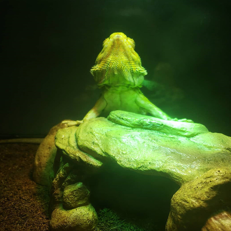 Lâmpada UVB 10.0 para Répteis