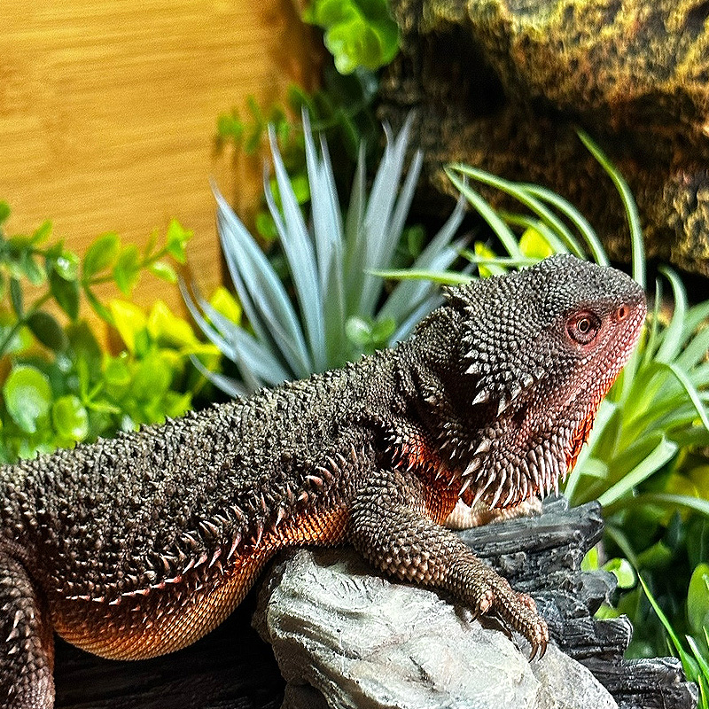 Terrário de lagarto