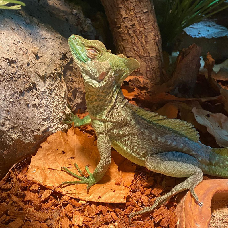 lagarto-luminaria-para-repteis