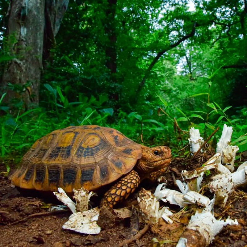 Aquecimento para jabutis