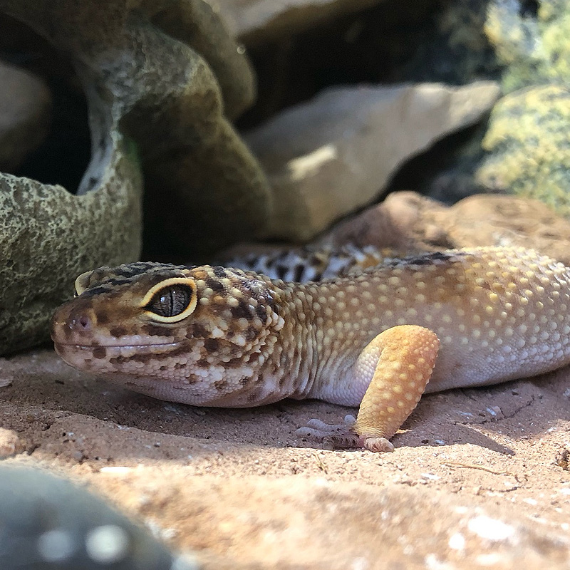 Comprar terrario para gecko