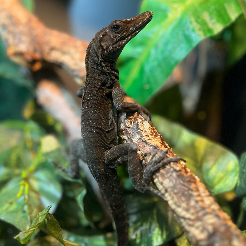 Terrário de repteis