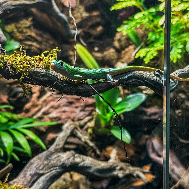 Terrário para repteis