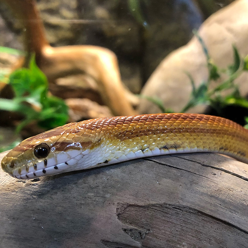 Produtos para terrário