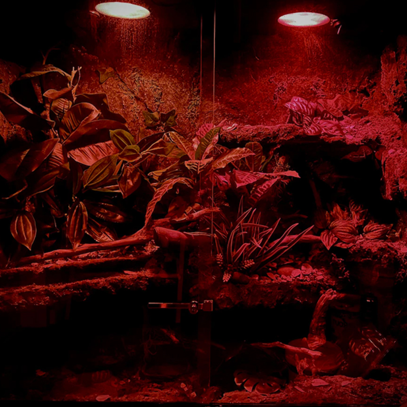 Lampada de aquecimento para terrário