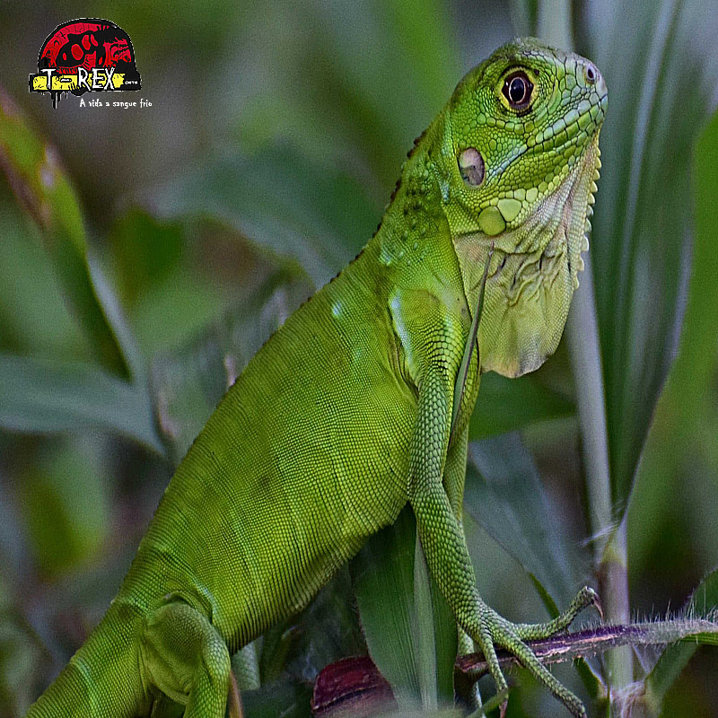 caracteristicas das iguanas