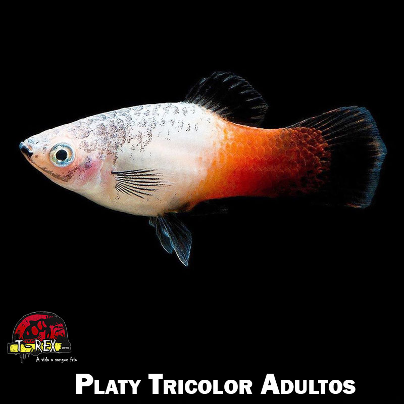 Comprar peixe plati online