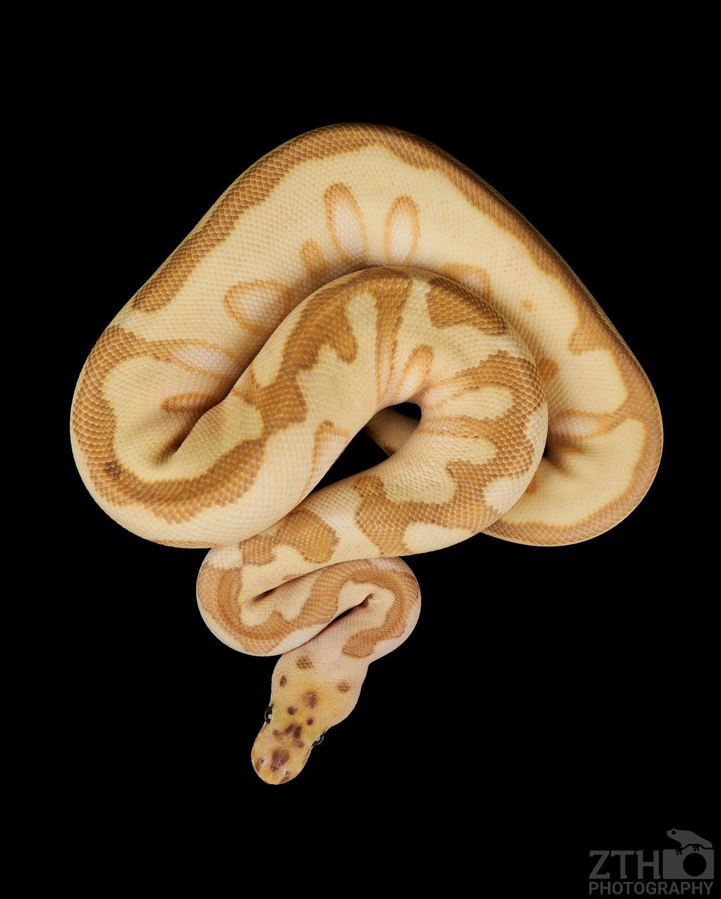 comprar periquito australiano