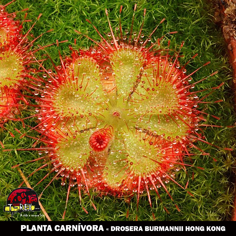 Carnvora Shopping Loja Especializada Em Plantas Carnvoras