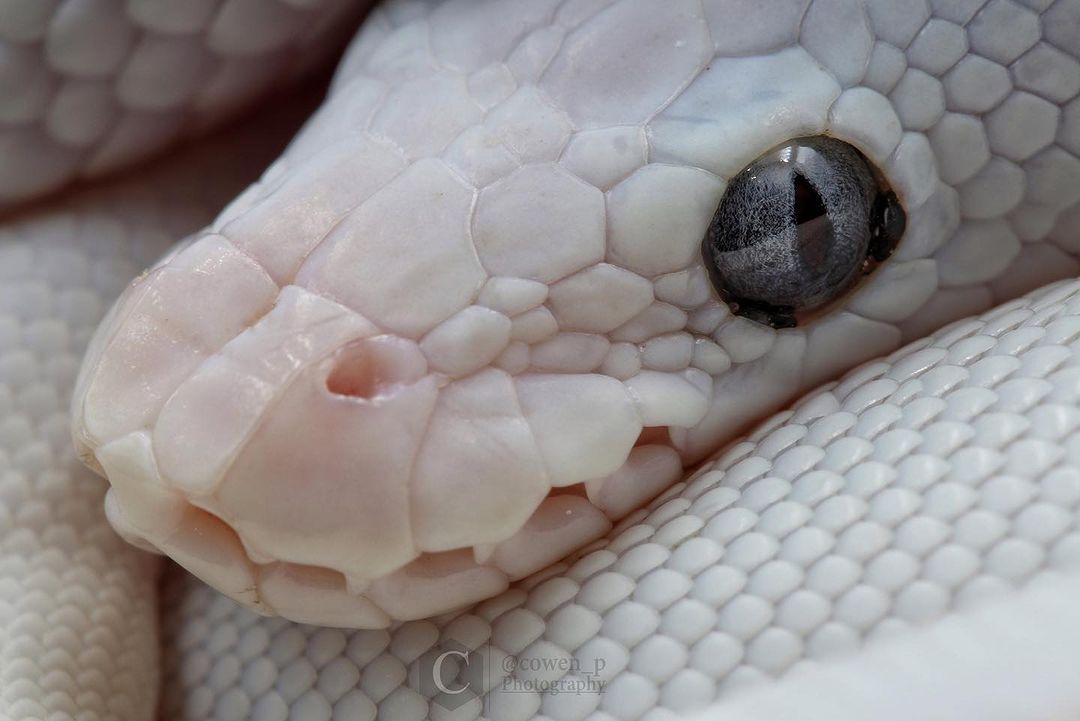 onde comprar ratos congelados para corn snake