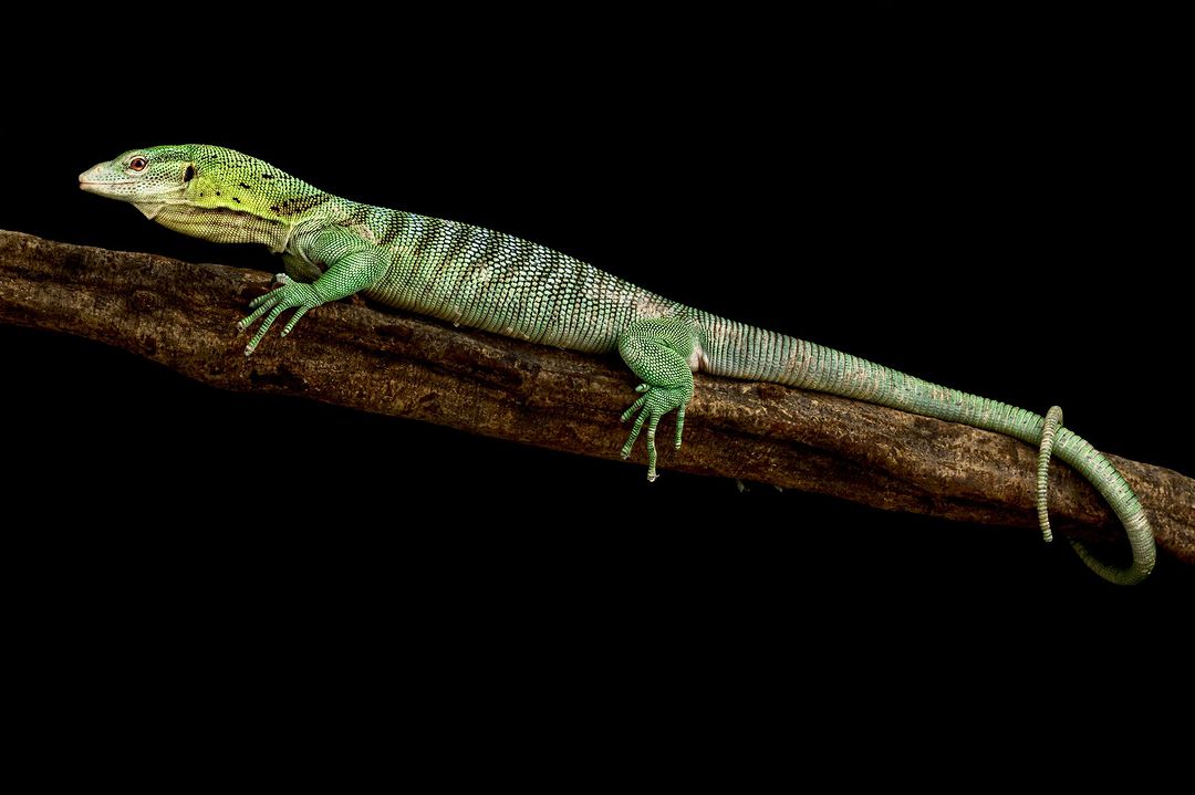 oque é necessário para montar um terrário para iguana