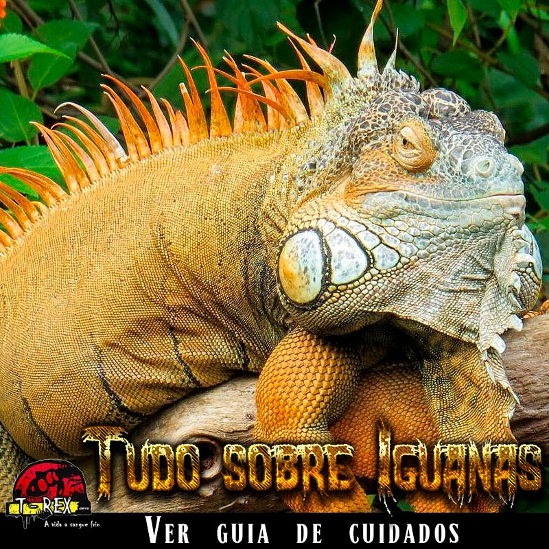 lampada para iguanas