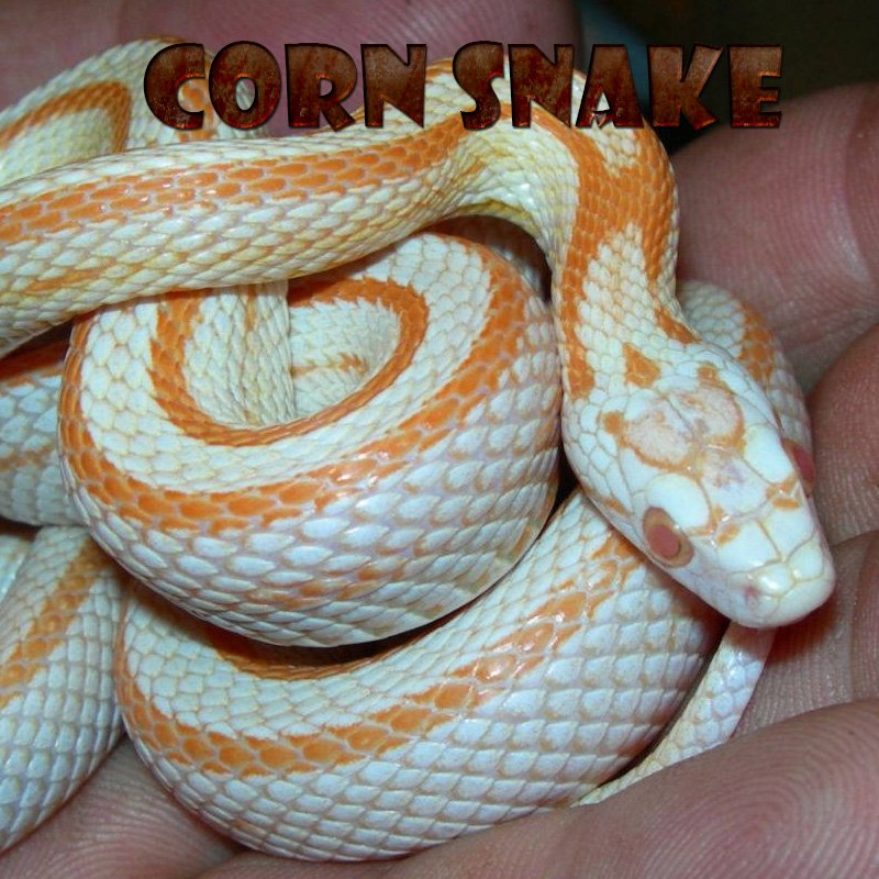 Cobra Corn Snake