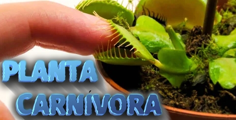 Plantas carnivoras comprar