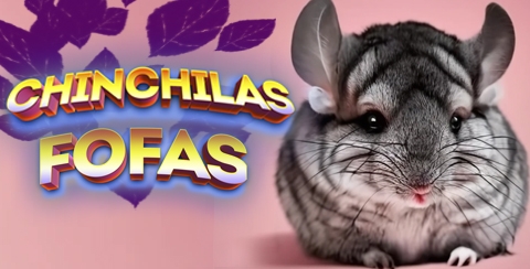 Chinchilas